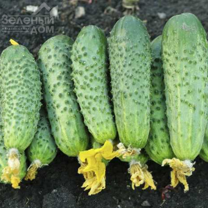 Авенсіс F1 / Avensis F1,40-42 дні фото 1