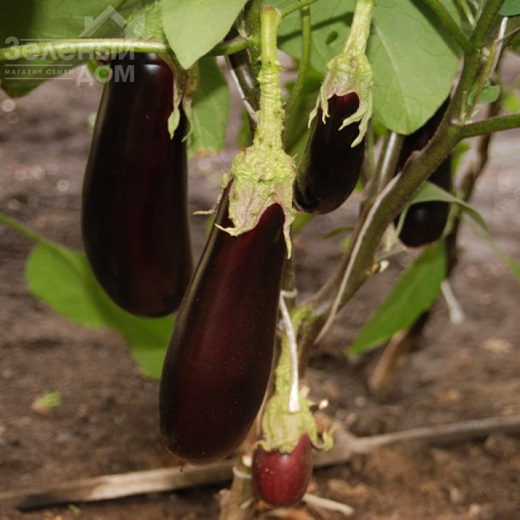 Фабіна F1 / Fabina F1,70-75 днів фото 1