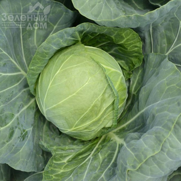 Аліна F1 / Alina F1,45-50 днів фото 1