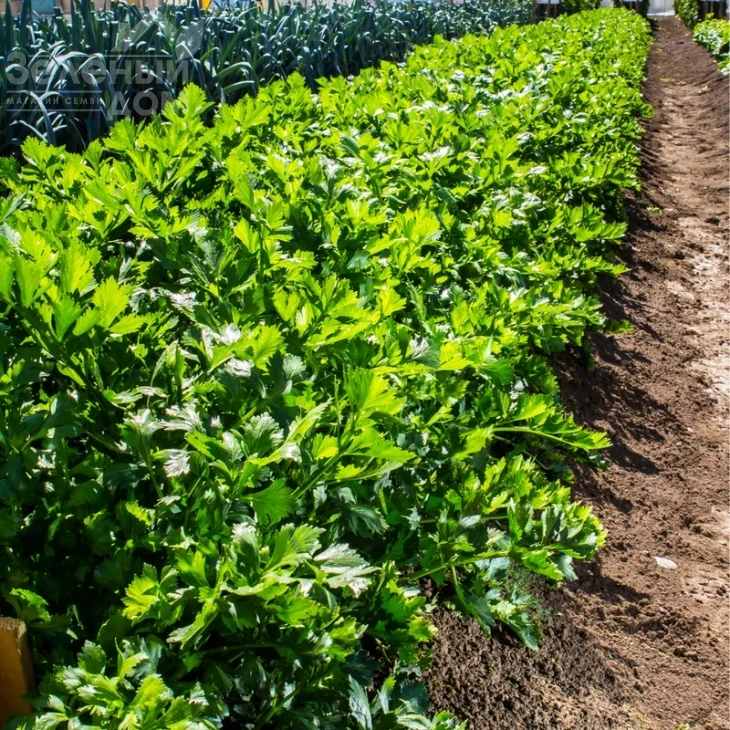 Сиенна F1 / Sienna F1 фото 3