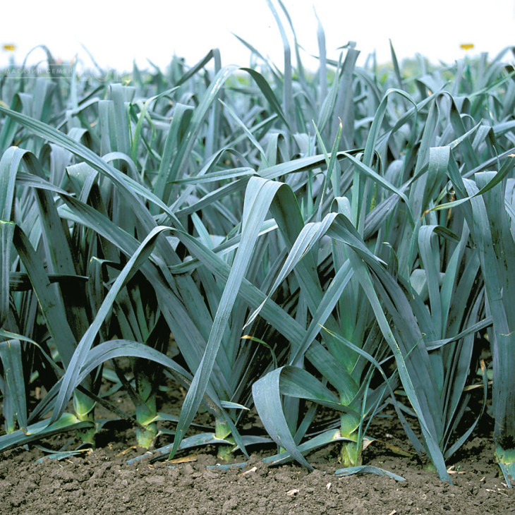 Колумбус / Columbus,85-90 днів фото 2