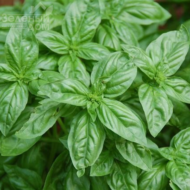 Містер Барнс / Mister Barns фото 1