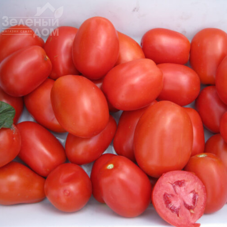 Платон F1 / Platon F1,116 днів фото 3