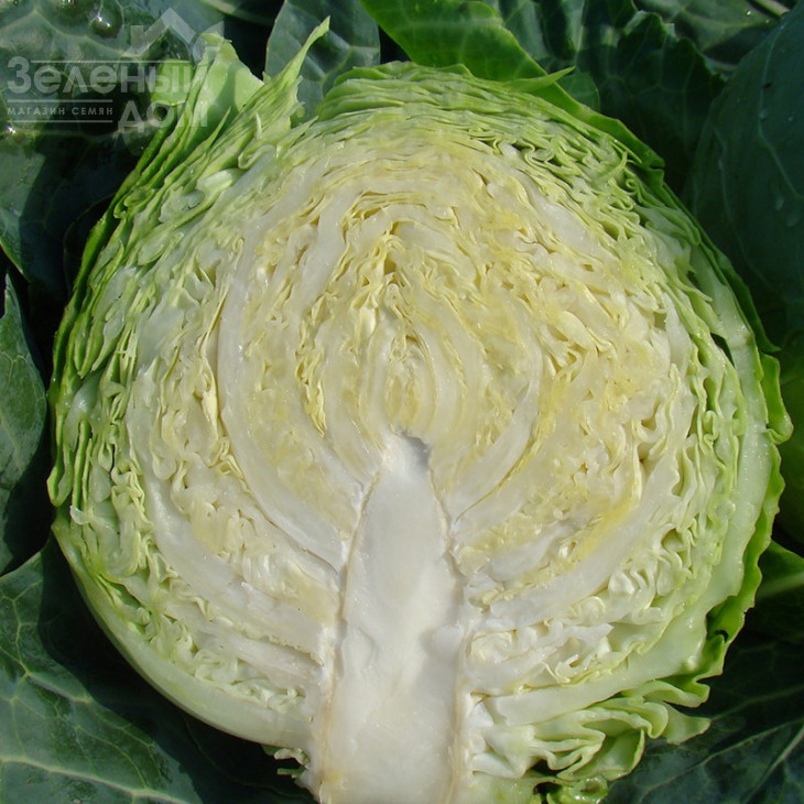 Оракл F1 / Oracle F1,55 днів фото 3