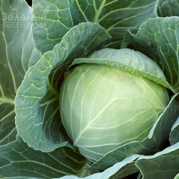 Сир F1 / Sir F1,60 дней фото 6