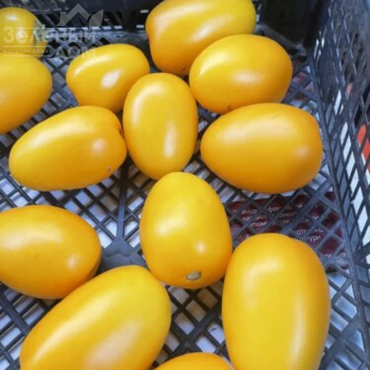 Еллоу Плам F1 / Yellow Plam F1,100 дней фото 1