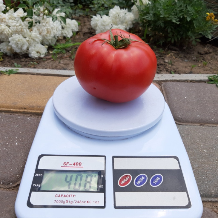 Розарій F1 / Rozariy F1 фото 3