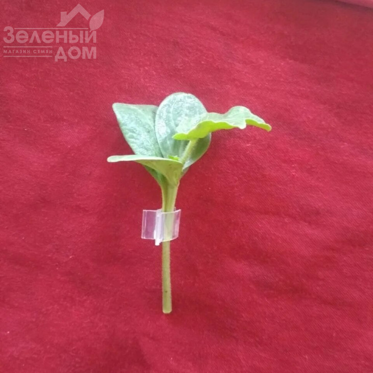 Рут Пауер F1 / Rut Pauer F1 фото 2