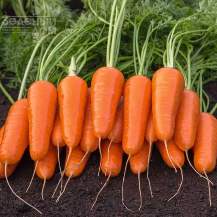 Кумбре F1 / Kumbre F1 фото 1