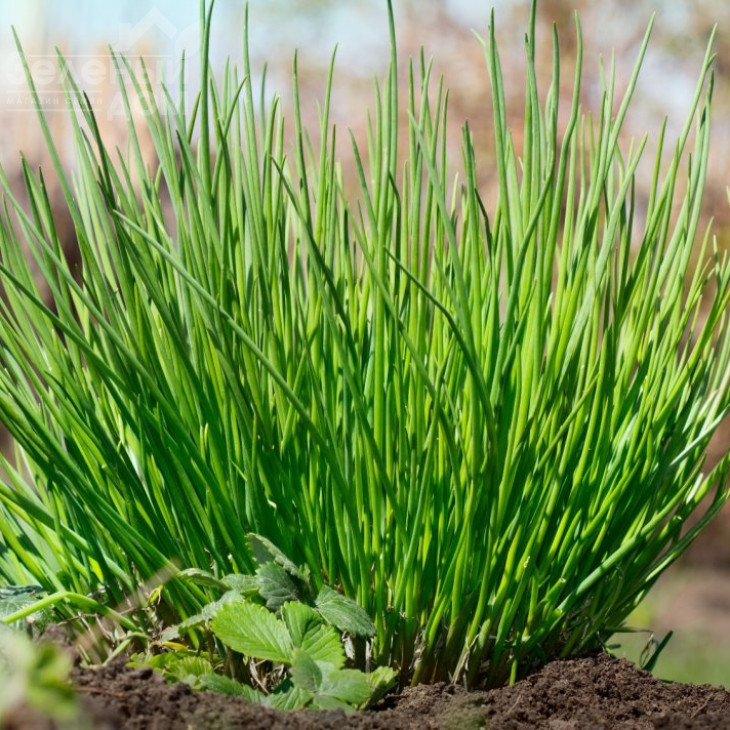 Прага / Praga,40-50 днів фото 1