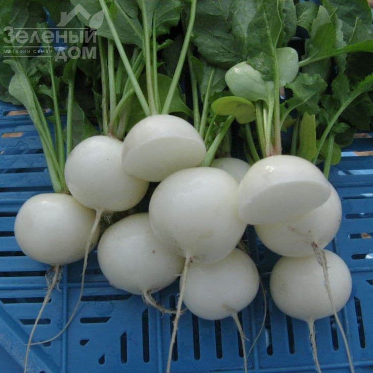 Вайтелла F1 / Vajtella F1 фото 1