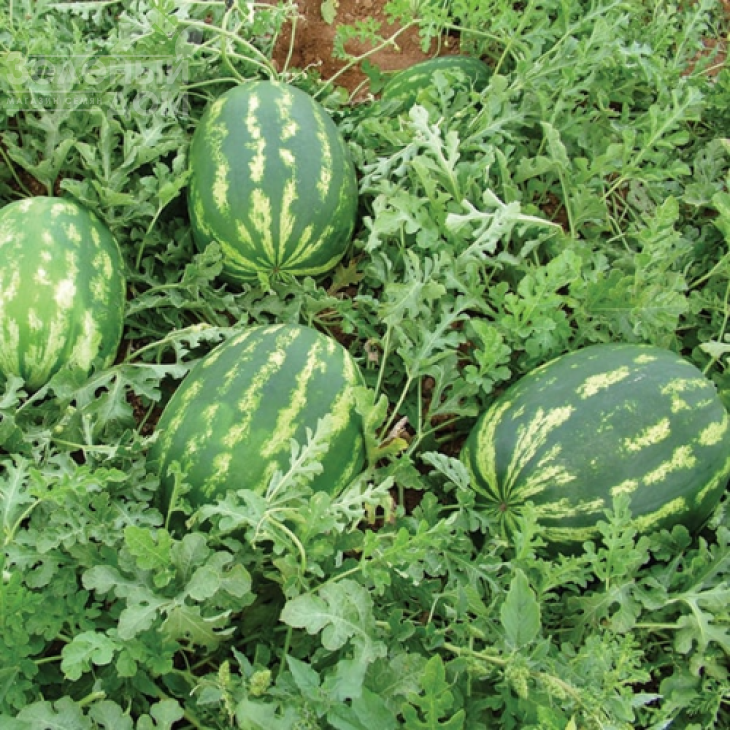 Денвер F1 / Denver F1 фото 1