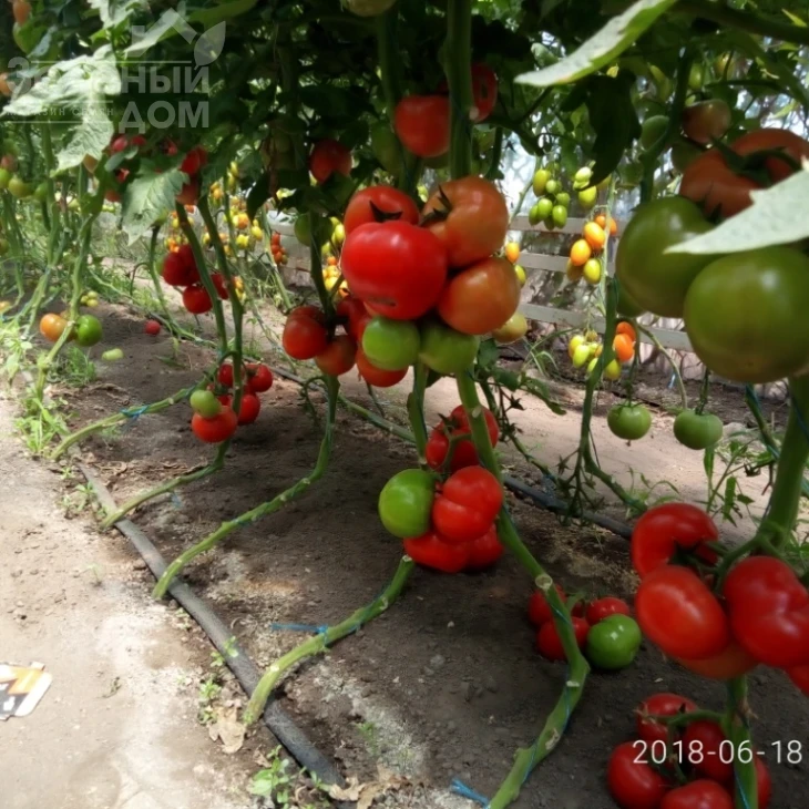 Сорренто F1 / Sorrento F1, 65 дней фото 3