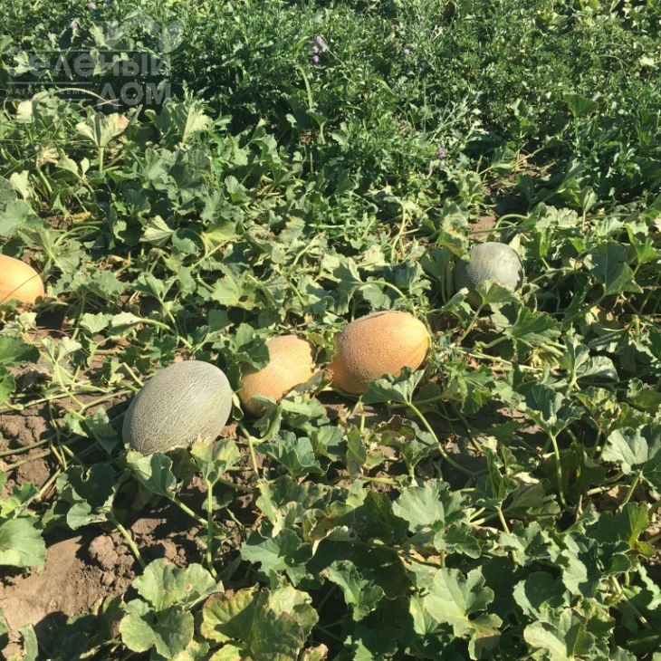 Лукстар F1 / Lookstar F1,65-70 дней фото 2