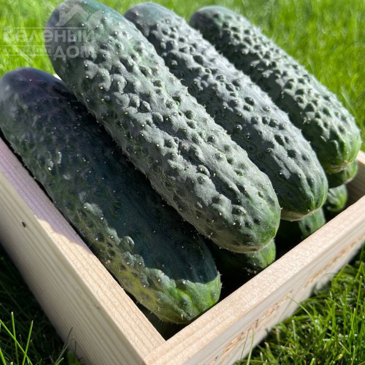 Пікскор F1 / Pikskor F1 фото 3