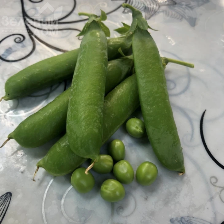 Нельсон / Nelson, 65-70 дней фото 3