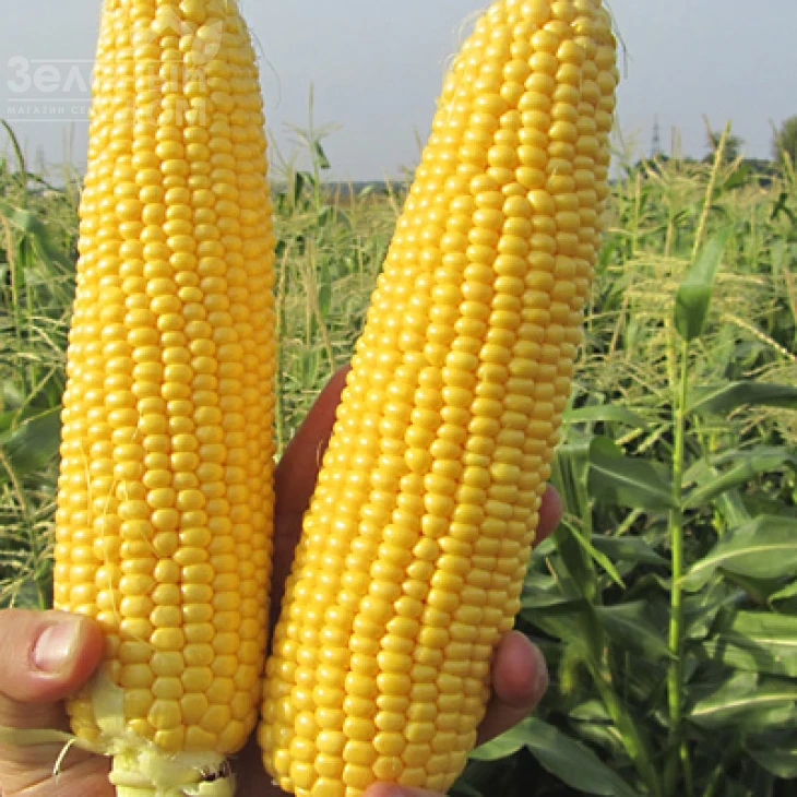 ГСС 8529 F1 / GSS8529 F1,80 дней фото 1