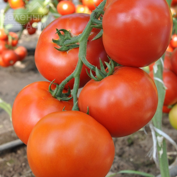 Махітос F1 / Mahitos F1,90-100 днів фото 2