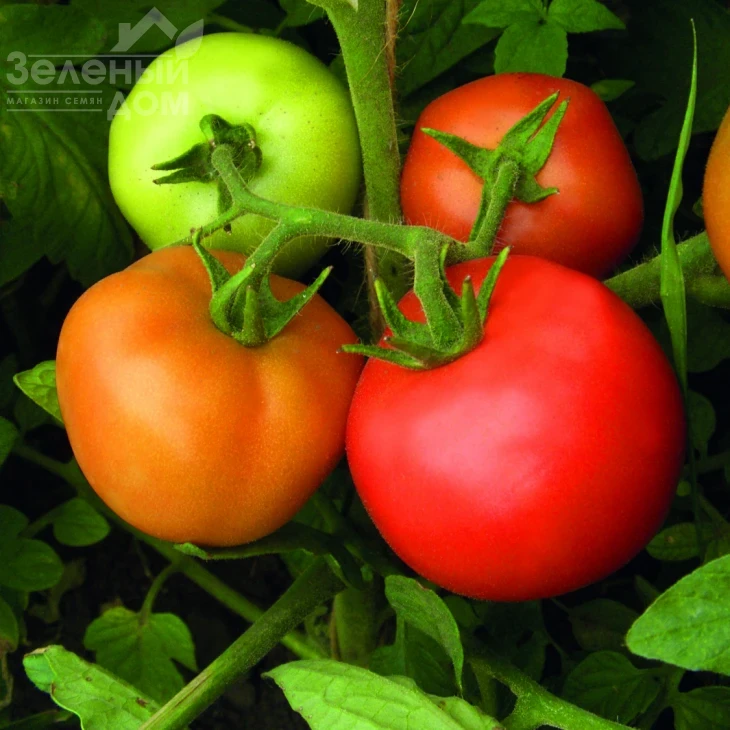 Санька / Sanka фото 1