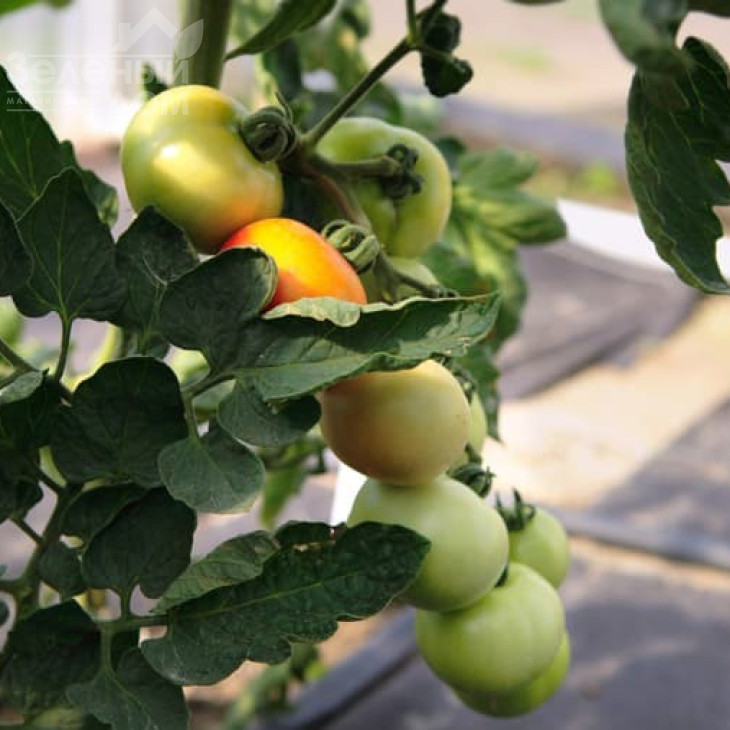 Нікі Зел F1 / Niki Zel F1,60-70 днів фото 2