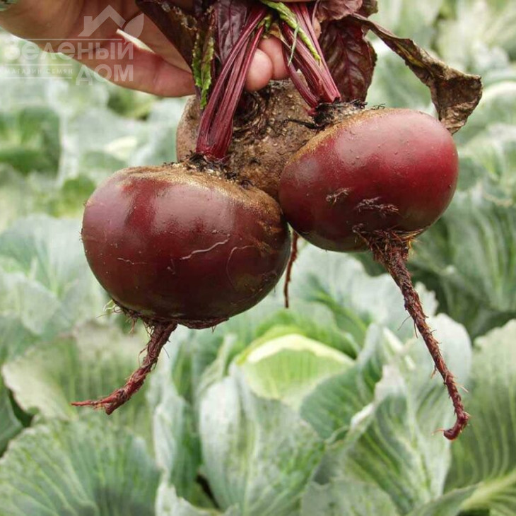 Пабло F1 / Pablo F1,105-108 днів фото 3