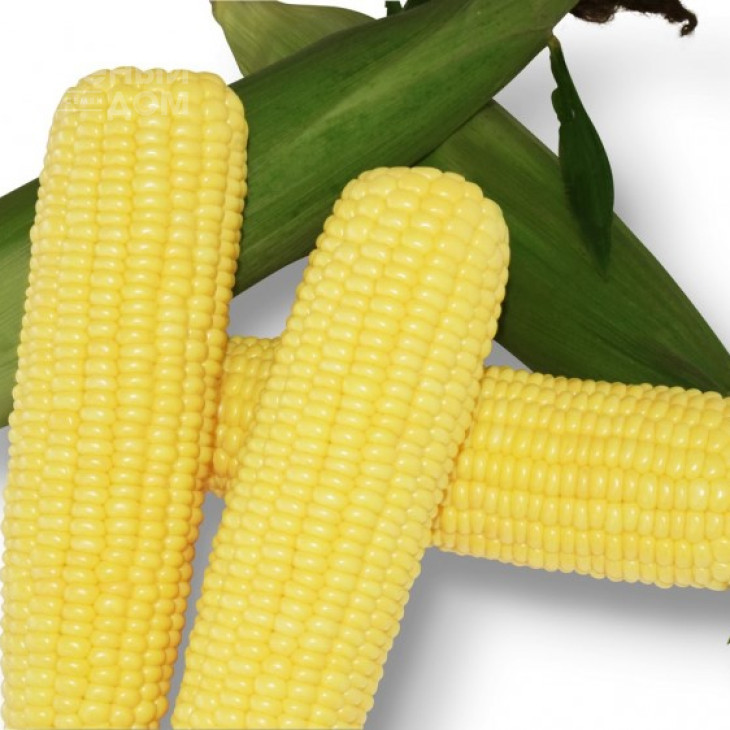 Шербет F1 / Sherbet F1,75-79 днів фото 1