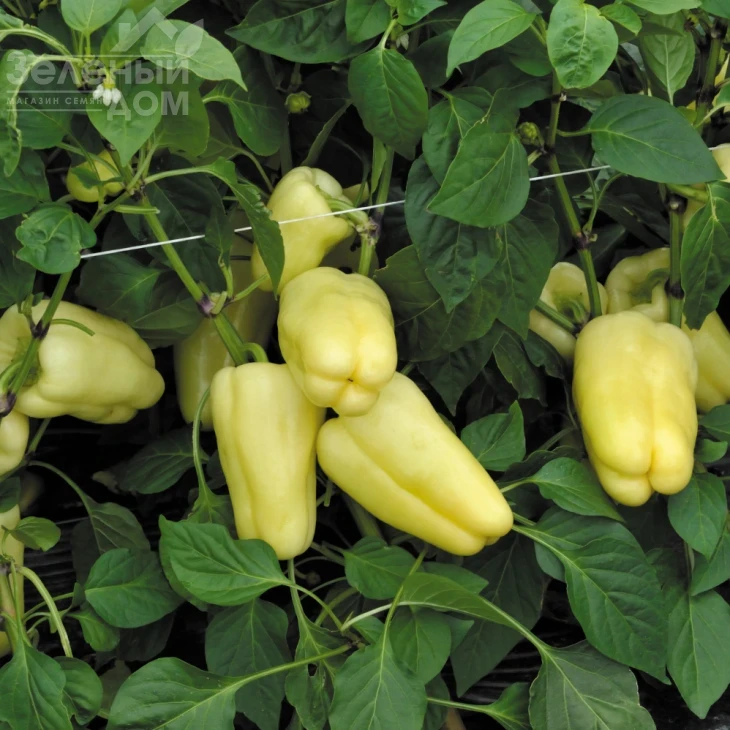 Барби F1 / Barbie F1,62-65 дней фото 3