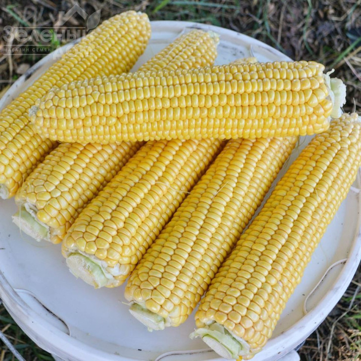 Страйк F1 (1525 F1) / Strayk F1 (1525 F1),72 дні фото 3