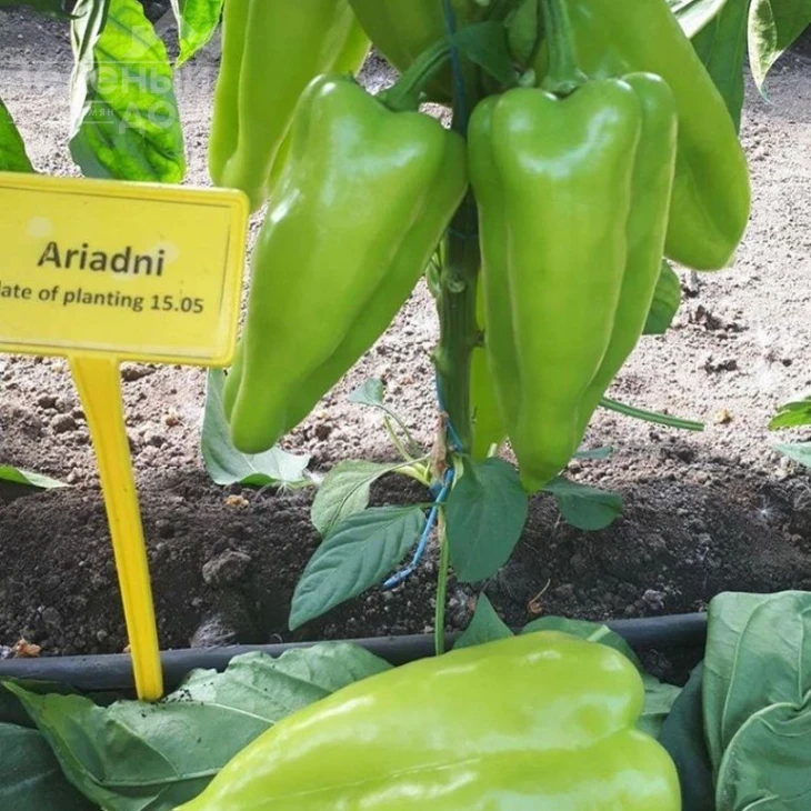 Ариадни F1 / Ariadni F1,65-70 дней фото 3