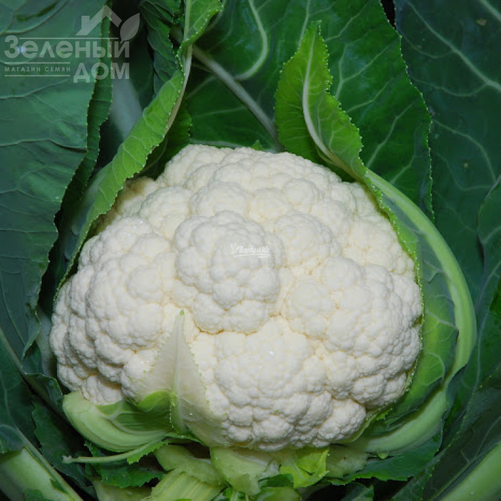 Наутілус F1 / Nautilus F1,70-75 днів фото 1