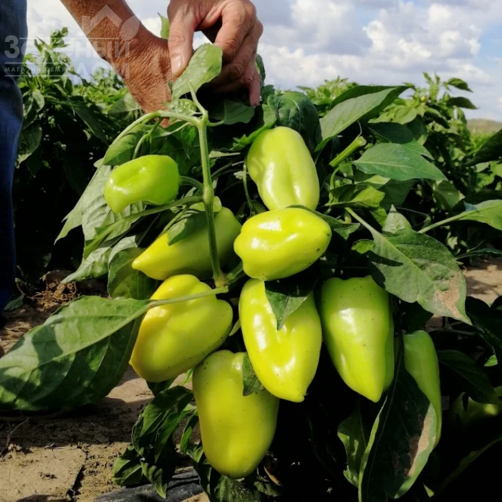 Венера F1 / Venera F1 фото 1