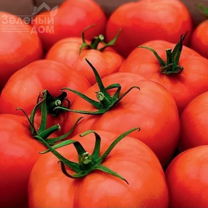 Шахмат F1 / Shakhmat F1, 65-70 дней фото 1