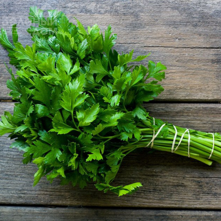 Італійський гігант / Italian Giant фото 1