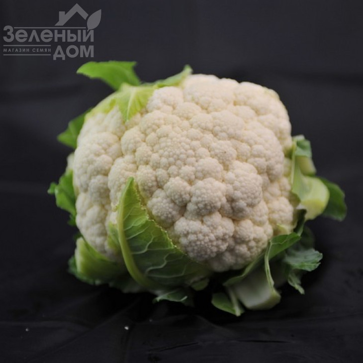 Трайдент F1 / Trajdent F1,75-80 днів фото 2