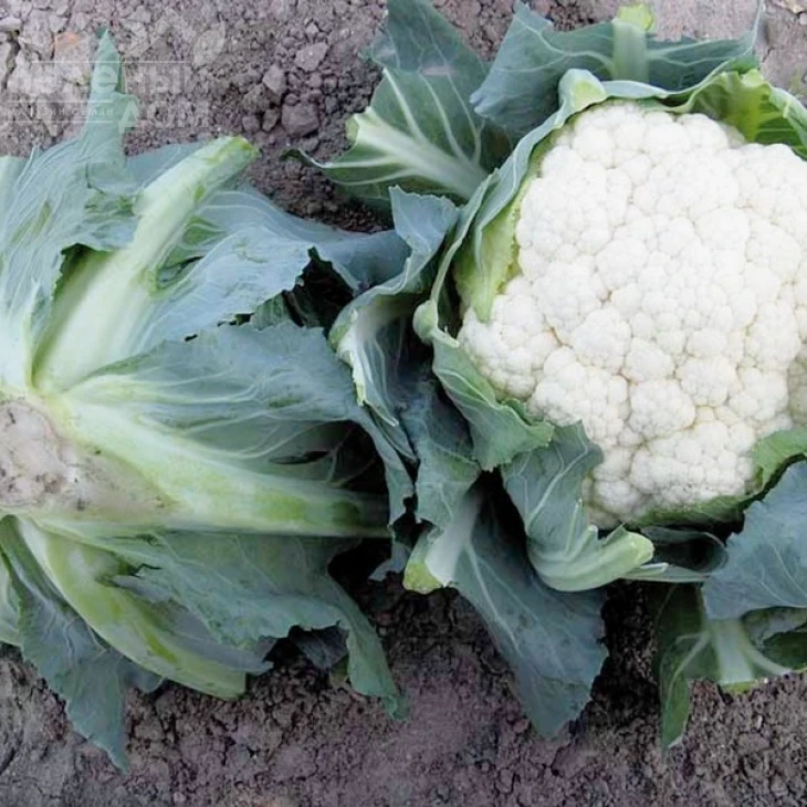 Телержи F1 / Telerzhi F1,75-80 дней фото 1