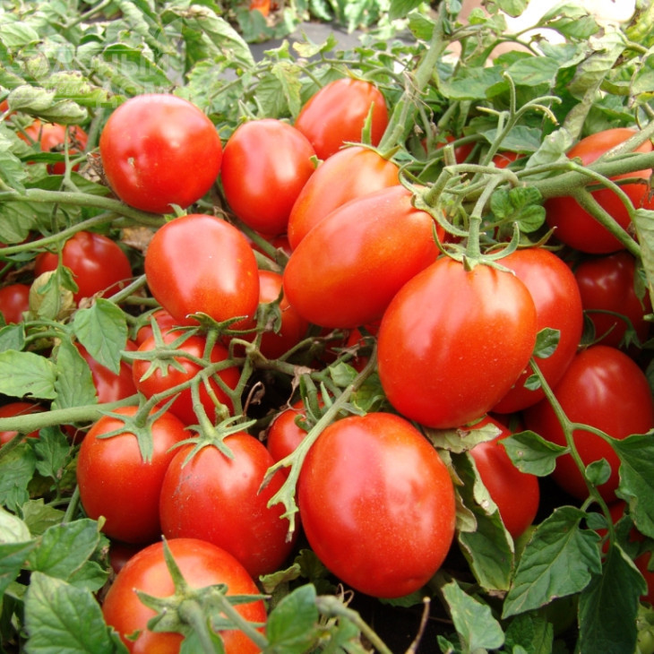 Теріон / Terion фото 1