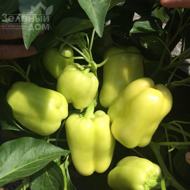 Ирен F1 / Iren F1,65 дней фото 1