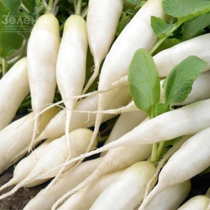 КС 100  F1 / KS 100  F1 фото 1