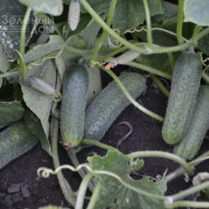 Убеда F1 / Ubeda F1,45-48 дней фото 3