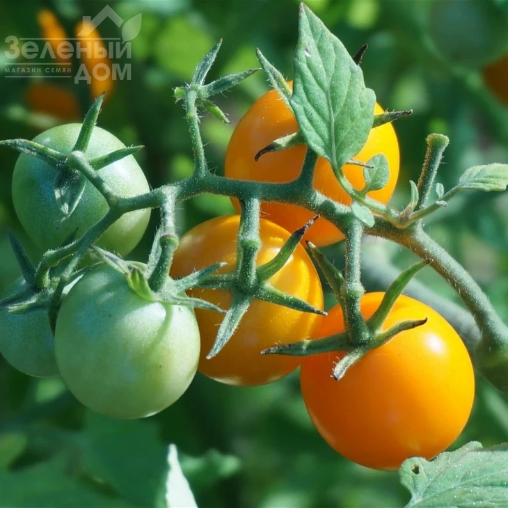 Саммер Сан F1 / Summer Sun F1 фото 2