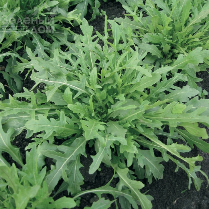 Грація / Grazia фото 1