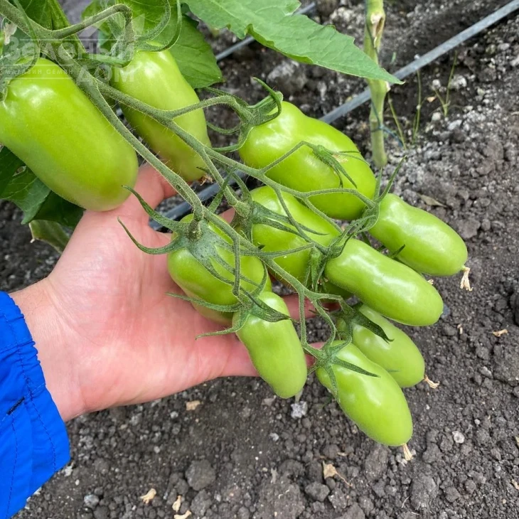 Айдар F1 / Ajdar F1,70-75 дней фото 6