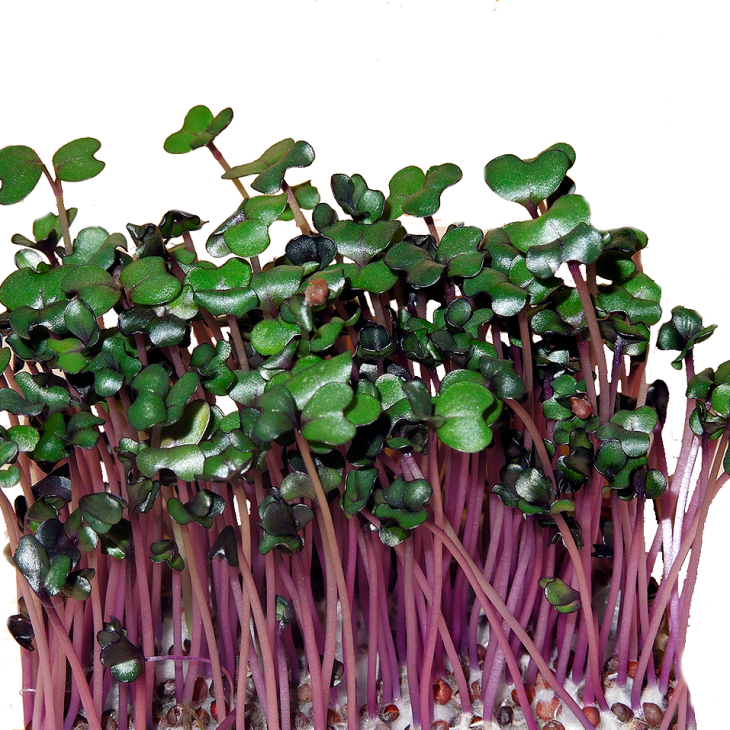 Мікрогрін Капуста червонокачанна / Microgreen Cabbage red фото 1