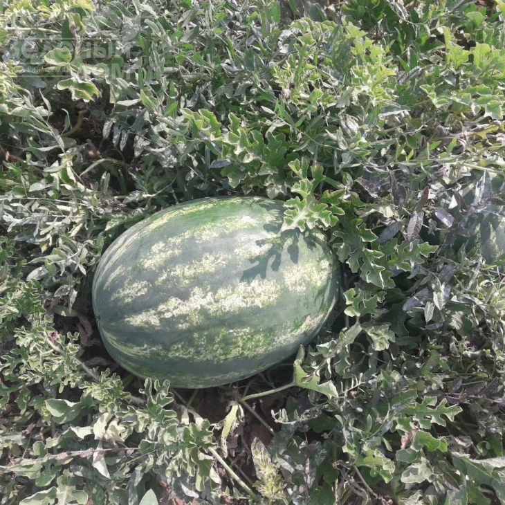 Миракл F1 / Miracle F1,58-60 дней фото 4