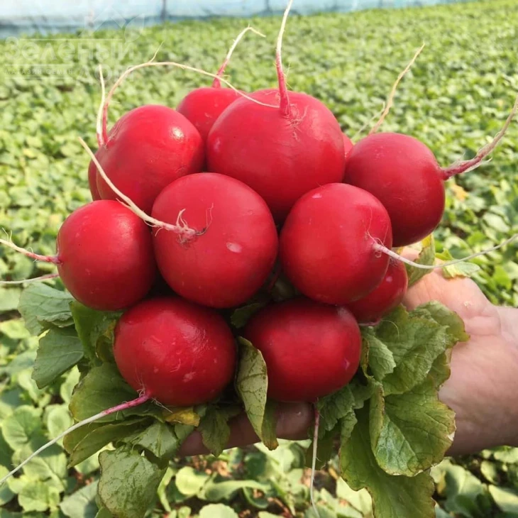 Виенна F1 / Vienna F1 фото 2