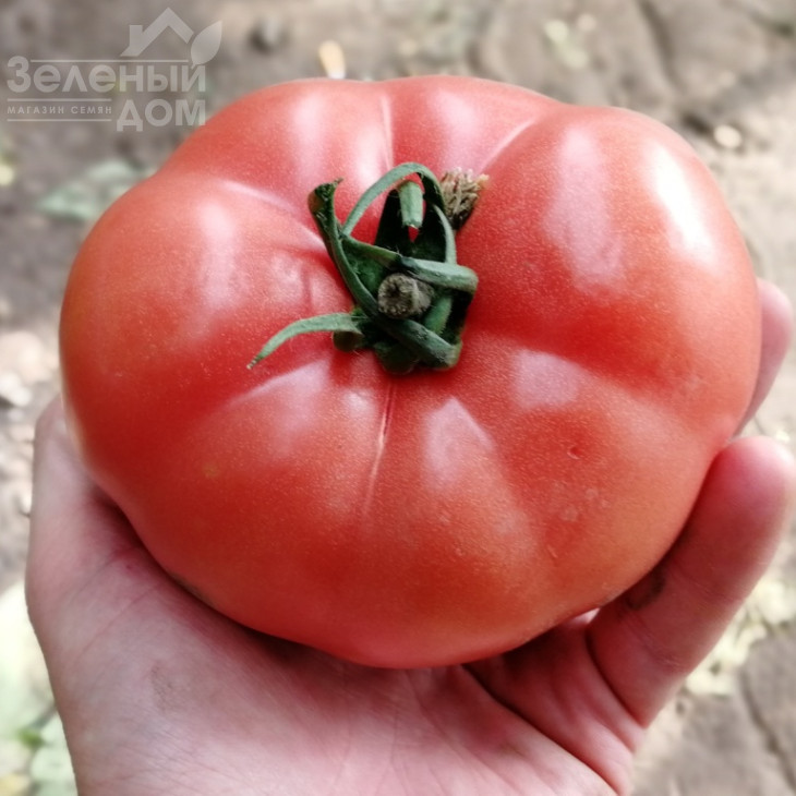 Дінеро 082 F1 / Dinero 082 F1 фото 2