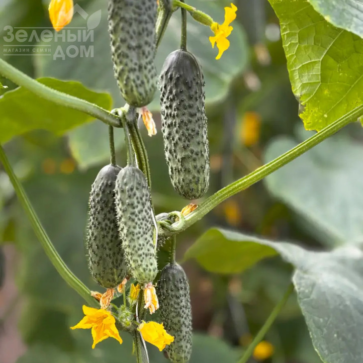 Моджо F1 / Modzho F1  фото 1