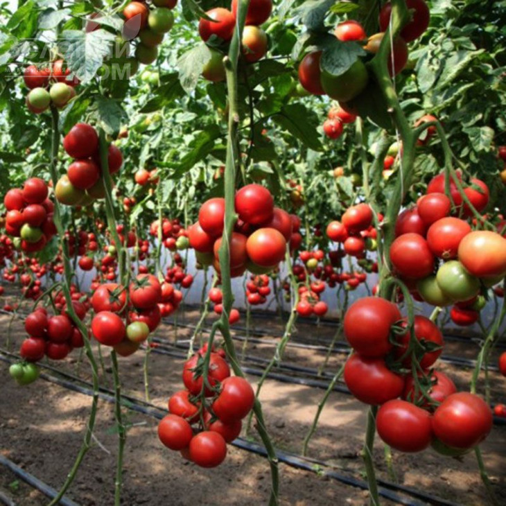 КС 311 F1 / KS 311 F1 фото 3