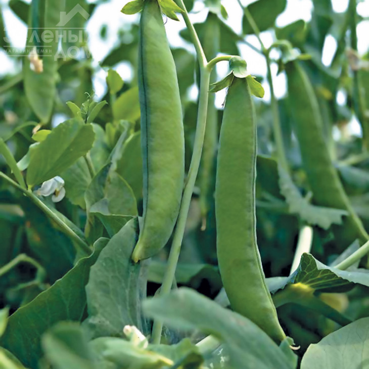 Грунді / Hrundi, 70 днів фото 1