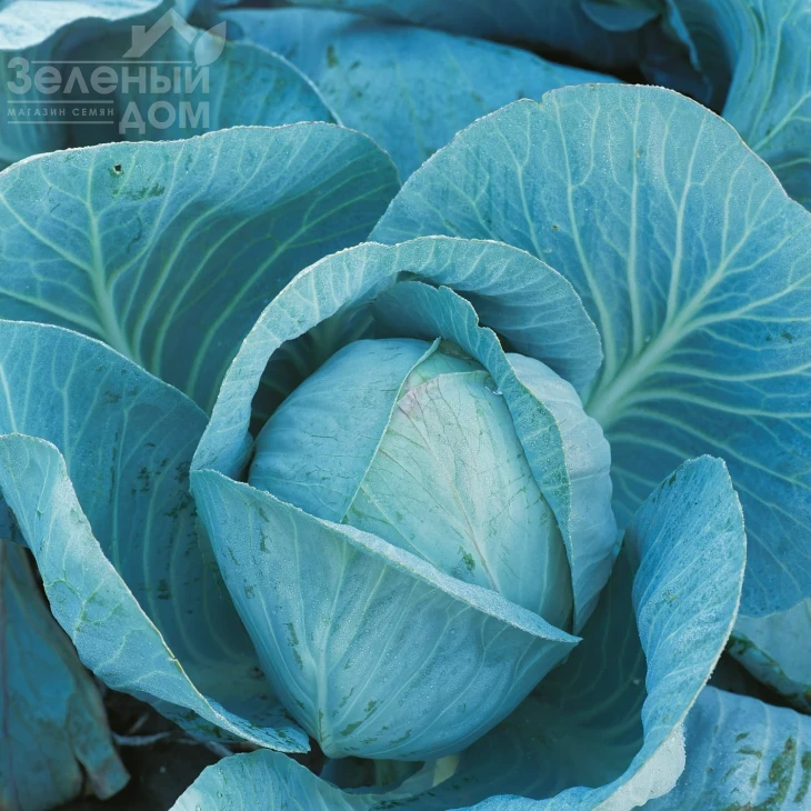 Блоктор F1 / Bloktor F1,130-135 дней фото 1